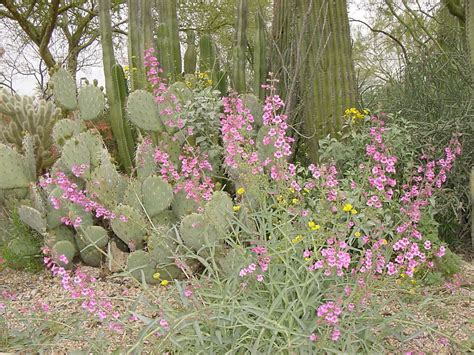 Xeriscape Demonstration Garden City Of Glendale