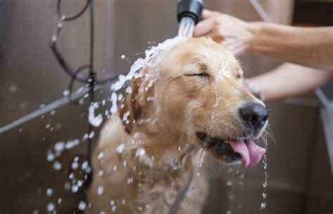 Dog Bathing in Roland, AR - Canine Country Club