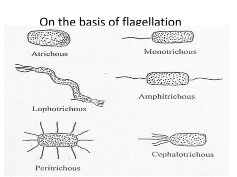 Bacterial Classificationpptx