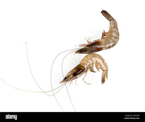 Fresh Prawn Or Shrimp Isolated On White Background Stock Photo Alamy