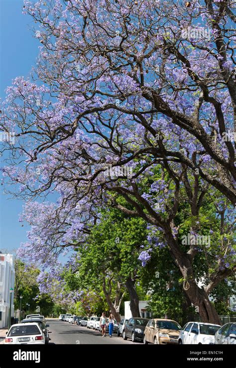 Jacaranda trees hi-res stock photography and images - Alamy