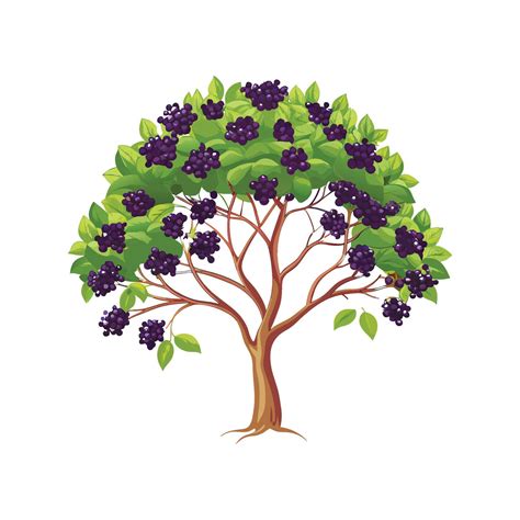 elderberry tree for sale 11