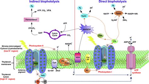 Mechanism of water bio-photolysis in cyanobacteria and microalgae... | Download Scientific Diagram