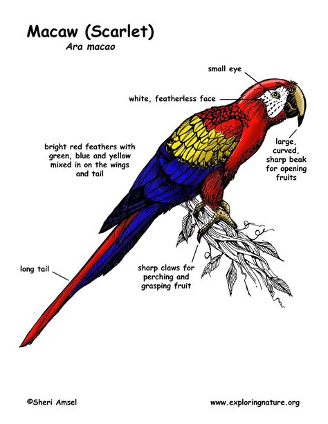 Scarlet Macaw Coloring Download Scarlet Macaw Coloring For Free 2019