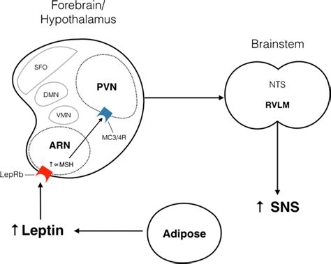 Leptin Increases Sympathetic Nervous System Sns Activity By