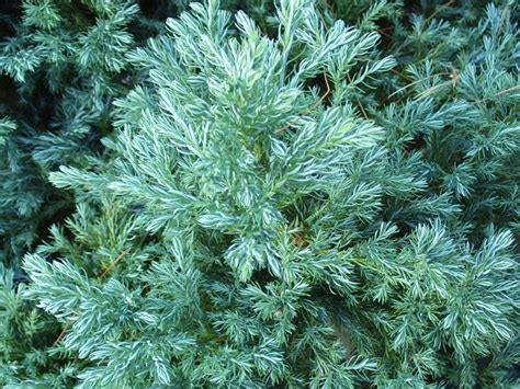 Кипарисовик горохоплодный Булевард (Булевар) (chamaecyparis pisifera ...