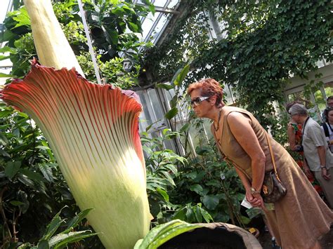 Tourists Flock To See A Giant Flower That Smells Like Rotting Flesh...