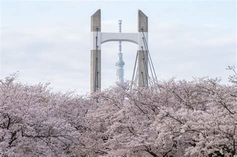 A Collection of Cherry Blossoms - The Atlantic