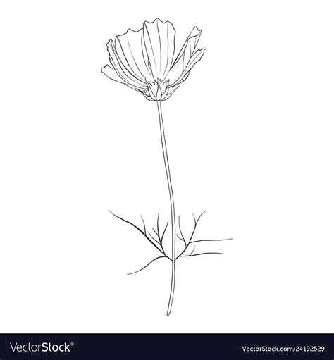 Drawing flower of cosmos Royalty Free Vector Image