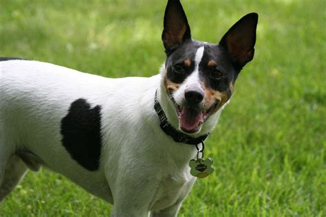 Toy Fox Terrier Caracter Sticas Cr As Cuidados Y M S