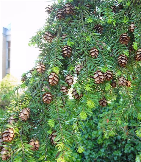 Hemlock Tree Uks Leading Past Life Regressionist