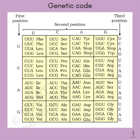 Genetic code - a divine writing - My Biology Dictionary