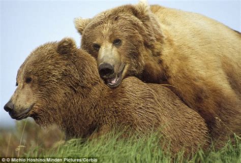 Bears Are Promiscuous When Seeking A Mate And Will Murder For Sex Daily Mail Online