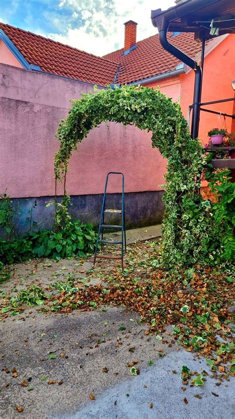 Hedera Helix Glacier Ivy Covered Vaulted Arkade Passage Covered