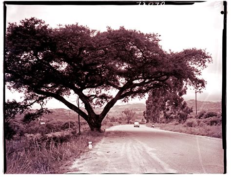 Nelspruit District 1962 Large Tree Next To Road Atom Site For Drisa