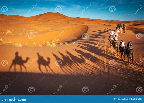 Camelos Que Trekking Excurs Es Guiadas No Deserto De Sahara Merzouga