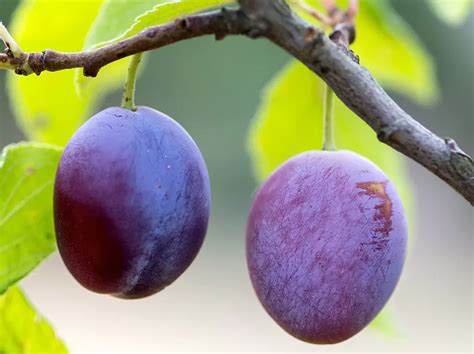 How To Grow Plum From Seed Bonsai Propagation