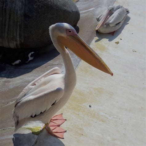 Great White Pelican