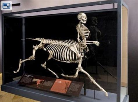 Awesome Exhibit Shows Mythological Creature Skeletons Mythological