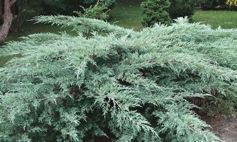 Creeping Blue Chip Juniper Wiltonii Juniperus Horizontalis Blue Chip