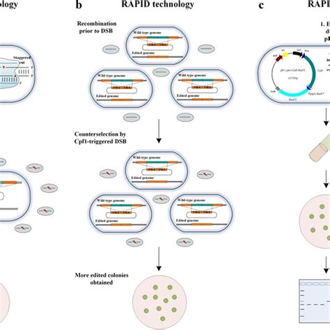 Overview Of The Rapid Genome Editing System A Principle Of The