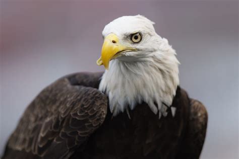 Georgia Southern Eagles Mascot History