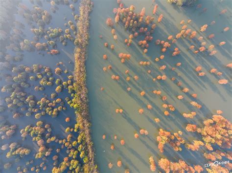 南京：池杉湿地美如画 中国江苏网