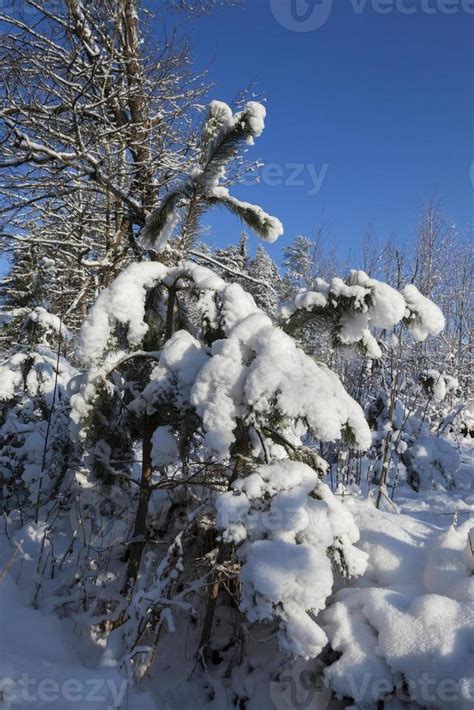 Trees in winter 9671877 Stock Photo at Vecteezy