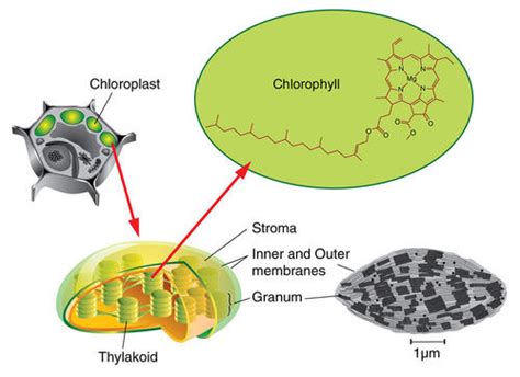 2. 20: Chloroplasts - Biology LibreTexts