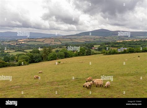 From Carlow Hi Res Stock Photography And Images Alamy