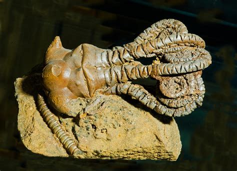 Top 71+ imagen crinoid fossil - Abzlocal.mx