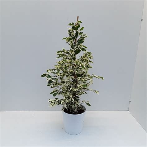 Ficus Benjamina Twilight Hauteur 90cm En Pot Céramique De 17