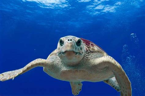 5 Species of Sea Turtles in Florida (Pictures) - Wildlife Informer