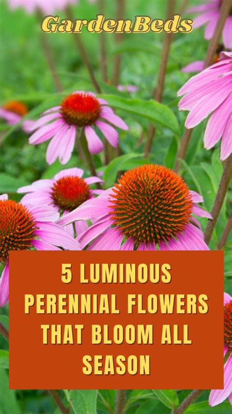 New 2020 Perennials 10 Of The Best New Perennials For 2020 Artofit