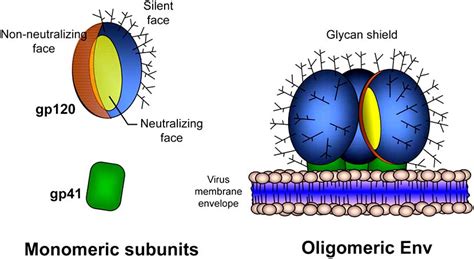 Schematic Depiction Of Antigenic Exposure On Monomeric Gp120 Gp41 And