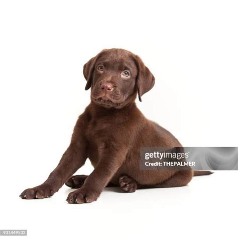 White Labrador Retriever Photos and Premium High Res Pictures - Getty Images