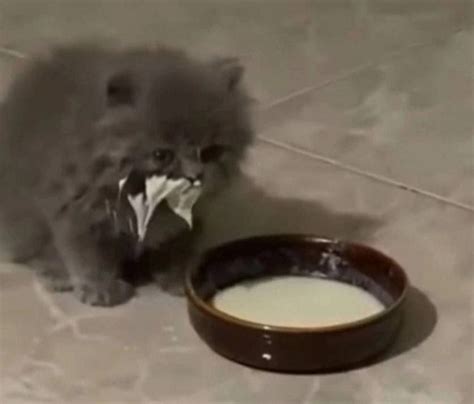 Создать мем "кот в молоке, котенок лакает молоко, кот в молоке мем ...