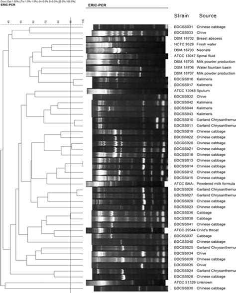 Upgma Dendrogram Illustrated The Clustering Of Amplification Patterns