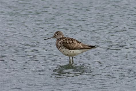 Slimbridge Wwt G C Slimbridge Wwt G C Flickr