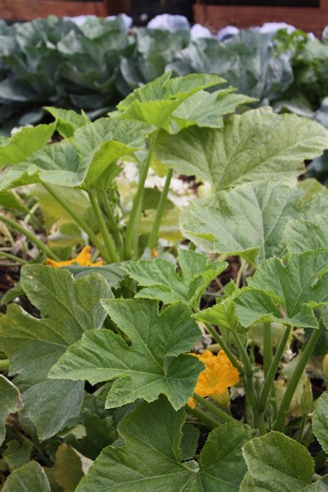 Growing Spaghetti Squash From Seed To Harvest