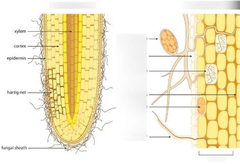 mycorrhizae diagram (for final) Diagram | Quizlet