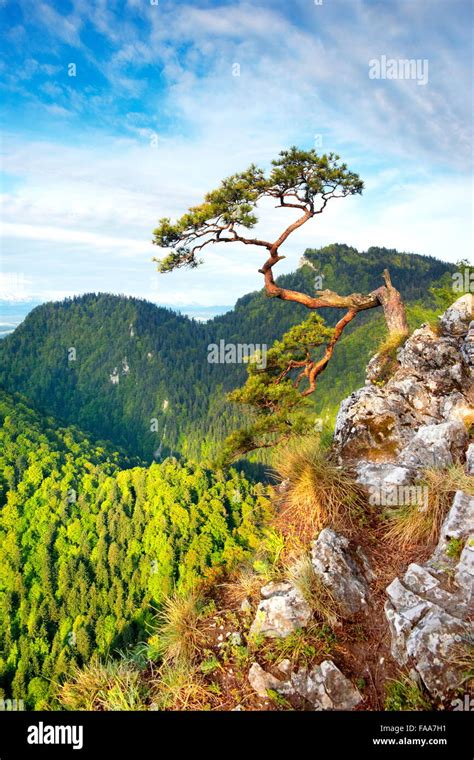 Alone Pine Tree At Sokolica Cliff Pieniny National Park At Sunset