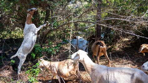 Does California have sufficient energy to survive this heat wave?