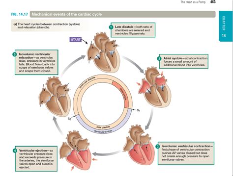 Stages Of The Cardiac Cycle