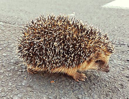 10+ Free Hedgehog Baby & Hedgehog Images - Pixabay