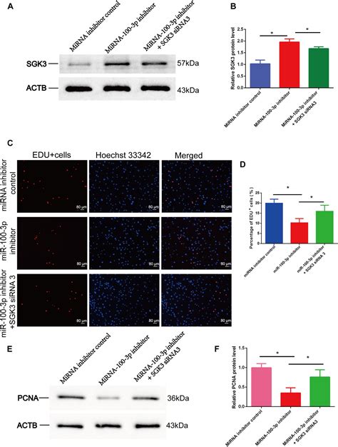 Frontiers Hsa Mir P Controls The Proliferation Dna Synthesis