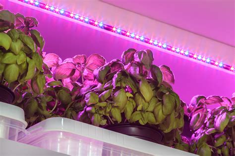 Can You Use LED Strip Lights To Grow Plants LampHQ