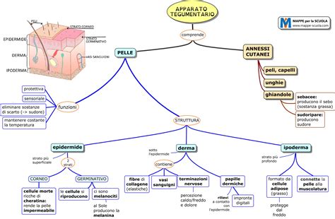 La Pelle Mappa Concettuale