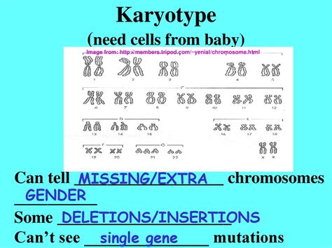 The Human Genome Chapter 14 1 And Ppt Download