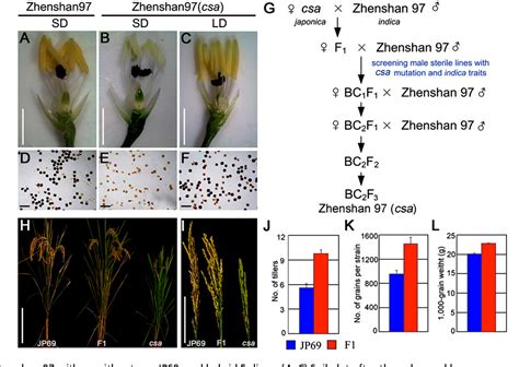 Figure 4 From Mutation In Csa Creates A New Photoperiod Sensitive Genic